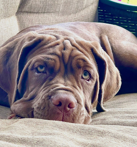 Franklin Mastiff dog standing in a lush green park showcasing strength and calm demeanor